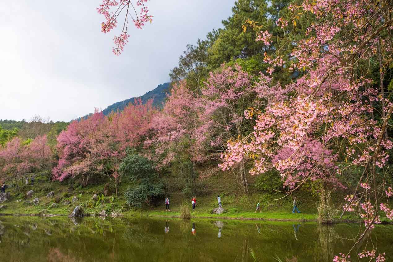 湖邊盛開的櫻花樹